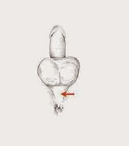 mușchii de potență și tensiunea lor pentru a crește potența