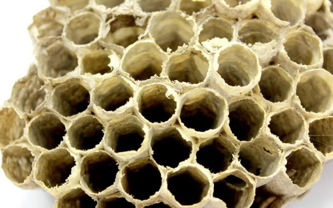 clei de albine pentru a crește potența